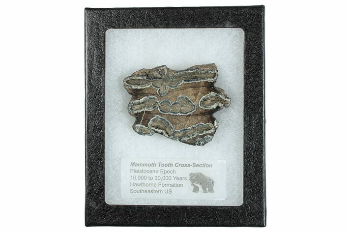 Mammoth Molar Slice With Case - South Carolina #291193